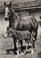 CARTOLINA  C18 ANIMALI-CAVALLI,CANI,ASINO,DELFINI,GATTI,FARFALLE,ORSI,MUCCHE,LEONI,MAIALI,VIAGGIATA 1957 - Paarden