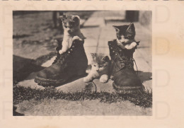 CARTOLINA  C18 ANIMALI-CAVALLI,CANI,ASINO,DELFINI,GATTI,FARFALLE,ORSI,MUCCHE,LEONI,MAIALI,NON VIAGGIATA (1942) - Chats