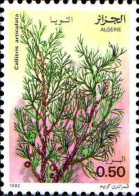 Algérie (Rep) Poste N** Yv: 762 Mi:801 Callitris Articulata - Algeria (1962-...)