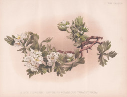 A Late Flowering Hawthorn (crataegus Tanacetifolia) - Tansy-leaved Thorn Weißdorn / Flower Blume Flowers Blum - Estampes & Gravures