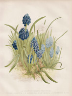 A Group Of Grape Hyacinths - Muscari Grape Hyacinth Traubenhyazinthen / Flowers Blumen Flower Blume / Botanica - Estampes & Gravures