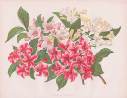 A Goup Of Weigelas - Weigela Weigelien / Asia Asien / Flowers Blumen Flower Blume / Botanical Botanik Botany / - Stiche & Gravuren