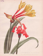 1. Stenomesson Incarnatum / 2. Cyrtanthus Huttoni - Colombia Peru Chile Ecuador / Flowers Blumen Flower Blume - Estampes & Gravures