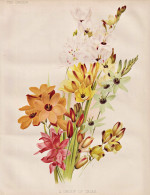 A Group Of Ixias - Ixien Corn Lily Klebschwertel / Flowers Blumen Flower Blume / Botanical Botanik Botany / Pf - Estampes & Gravures