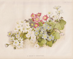 A Group Of Hepaticas - Liverleaf Liverwort Leberblümchen / Flowers Blumen Flower Blume / Botanical Botanik Bo - Prints & Engravings