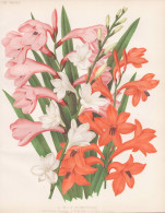 A Goup Of Watsonias - Watsonia Bugle Lily / Südafrika South Africa / Flowers Blumen Flower Blume / Botanical - Stiche & Gravuren