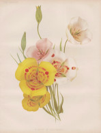 A Group Of Calochorti - Mariposas Mormonentulpen Mariposa Lilies / North America Mexico Guatemala / Flowers Bl - Prints & Engravings