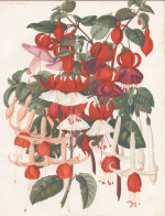 A Group Of New Fuchsias - Fuchsie Fuchsien / Flowers Blumen Flower Blume / Botanical Botanik Botany / Pflanze - Prints & Engravings