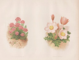 Aethonema Pulchellum / Anemone Vernalis - Tausendgüldenkraut Lesser Centaury Windröschen Windflowers / Flowe - Estampes & Gravures