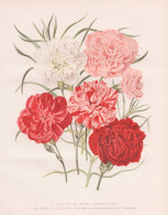 A Group Of Tree Carnations - Nelke Carnation Clove Pink Nelken / Flowers Blumen Flower Blume / Botanical Botan - Estampes & Gravures