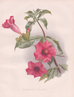 Allamanda Violacea - Brasil Brazil Brasilien / Flowers Blumen Flower Blume / Botanical Botanik Botany / Pflanz - Prints & Engravings