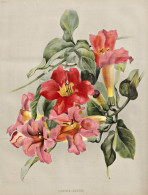 Bignonia Cherere - Klettertrompete Trumpet Vine / Flowers Blumen Flower Blume / Botanical Botanik Botany / Pfl - Prints & Engravings