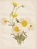 Chrysanthemum Coronarium - Chrysanthemen Chrysanths Mums / Flowers Blumen Flower Blume / Botanical Botanik Bot - Prints & Engravings