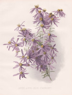 Aster Acris (Blue Starwort) - Astern / Flowers Blumen Flower Blume / Botanical Botanik Botany / Pflanze Plant - Estampes & Gravures