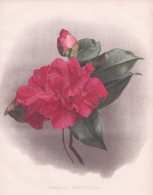 Camellia Reticulata - Camellia Kamelie Kamelien / Flower Blume Flowers Blumen / Pflanze Planzen Plant Plants / - Stiche & Gravuren