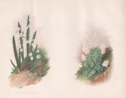 Andromeda Fastigiata - Veronica Pinguifolia - New Zealand Neuseeland / Flower Blume Flowers Blumen / Pflanze P - Estampas & Grabados