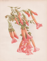 Cantua Dependens - Cantua Buxifolia Kantuta Qantuta Peruvian Magic Tree /  Peru Chile / Flower Blume Flowers B - Prints & Engravings