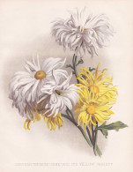 Chrysanthemum 'Jane' And Its Yellow Variety - Chrysanthemen Chrysanths / Flowers Blumen Flower Blume / Botanic - Estampes & Gravures