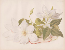 Clematis Jackmanni Alba - Klematis Waldrebe Waldreben / Flowers Blumen Flower Blume / Botanical Botanik Botany - Estampas & Grabados