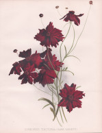 Coreopsis Tinctoria (Dark Variety)' - Mädchenauge Tickseed Calliopsis / America Amerika Kanada Canada / Flowe - Prints & Engravings