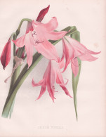 Crinum Powelli - Hakenlilien / Flowers Blumen Flower Blume / Botanical Botanik Botany / Pflanze Plant Pflanzen - Estampes & Gravures