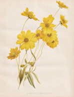 Coreopsis Lanceolata - Mädchenauge / Nordamerika North America / Flowers Blumen Flower Blume / Botanical Bota - Stiche & Gravuren