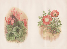 Cyclamen Pepandum - Rosa Alpina Pyrenaica - Rose Roses Rosen / Alpenveilchen Sowbread Zyklamen / Flower Blume - Prints & Engravings