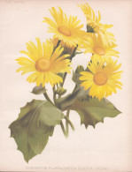 Doronicum Plantagineum Harpur Crewe - Plantain-leaved Leopard's-bane Sonnenblume / Flower Blume Flowers Blumen - Stiche & Gravuren