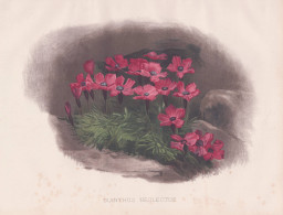 Dianthus Neglectus - Nelke Carnation Nelken / Flowers Blumen Flower Blume / Botanical Botanik Botany / Pflanze - Estampes & Gravures