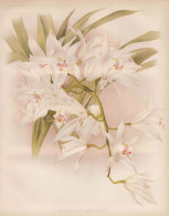 Cymbidium Mastersi - Orchid Orchidee / East Indies / Flowers Blumen Flower Blume / Botanical Botanik Botany / - Estampes & Gravures
