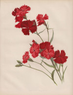 Dianthus Atkinsoni - Nelke Carnation Nelken / Flower Blume Flowers Blumen / Pflanze Planzen Plant Plants / Bot - Estampas & Grabados