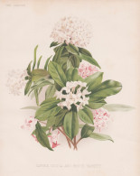 Daphne Indica And White Variety - Seidelbast Mezereon / China Indien India / Flower Blume Flowers Blumen / Pfl - Estampes & Gravures