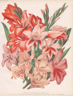 Early Flowering Gladioli - Gladiolen Schwertblume Sword Lily / Flowers Blumen Flower Blume / Botanical Botanik - Estampes & Gravures