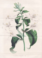 Funkia Grandiflora - Hosta Plantain Lilies Hostas Giboshi / Japan Korea / Flower Blume Flowers Blumen / Pflanz - Stiche & Gravuren