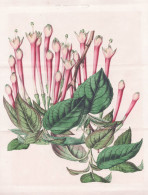 Fuchsia Macrantha - Peru / Fuchsien Fuchsie / Flower Blume Flowers Blumen / Pflanze Planzen Plant Plants / Bot - Estampes & Gravures