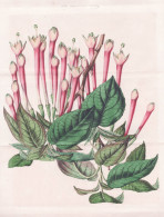 Fuchsia Macrantha - Peru / Fuchsien Fuchsie / Flower Blume Flowers Blumen / Pflanze Planzen Plant Plants / Bot - Estampas & Grabados