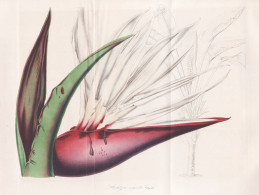 Strelizia Augusta. - Strelitzia Nicolai Giant White Bird Of Paradise Wild Banana / Himalaya / Flower Blume Flo - Estampes & Gravures