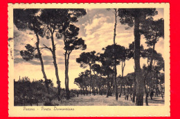 ITALIA - Abruzzo - Cartolina Viaggiata Nel 1949 - Pescara - Pineta Dannunziana - Pescara