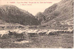 ES NURIA - Roisin 5 - Turo D'en Riba - Gorges Del Riu - Cami De Fontalba - Moutons - Animée - Belle - Gerona