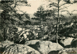 77 - FONTAINEBLEAU - LA FORET - GORGES D'APREMONT - Fontainebleau