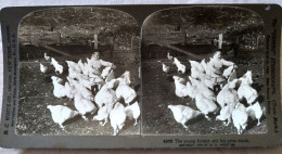 Petit Fermier Et Ses Poules  - Photo Stéréoscopique Fantaisie 1904 H.C. White TBE - Stereo-Photographie