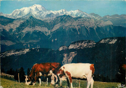  74 - LE MASSIF DU MONT BLANC - Chamonix-Mont-Blanc