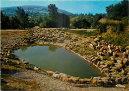  12 -  CAUSSE DU LARZAC - LA COUVERTOIRADE  - Altri & Non Classificati