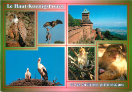 67 - LE HAUT KOENIGSBOURG - Other & Unclassified