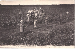 TH AGRICULTURE VIGNE - Les Vendanges - Groupe De Vendangeurs - Attelage De Beufs Charette - Animée - Belle - Vines