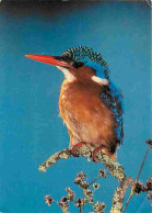 Animaux - Oiseaux - Afrique Du Sud - Martin-Pecheur - CPM - Voir Scans Recto-Verso - Pájaros