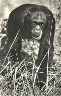 Animaux - Singes - Faune Africaine - Chimpanzé - CPSM Format CPA - Carte Neuve - CPM - Voir Scans Recto-Verso - Monos