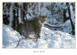 Animaux - Fauves - Lynx - Hiver - Neige - CPM - Carte Neuve - Voir Scans Recto-Verso - Autres & Non Classés