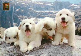 Animaux - Chiens - Chien Des Pyrénées - Chiots - Montagnes - CPM - Voir Scans Recto-Verso - Hunde