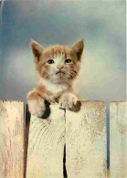 Animaux - Chats - Chatons - CPM - Voir Scans Recto-Verso - Chats